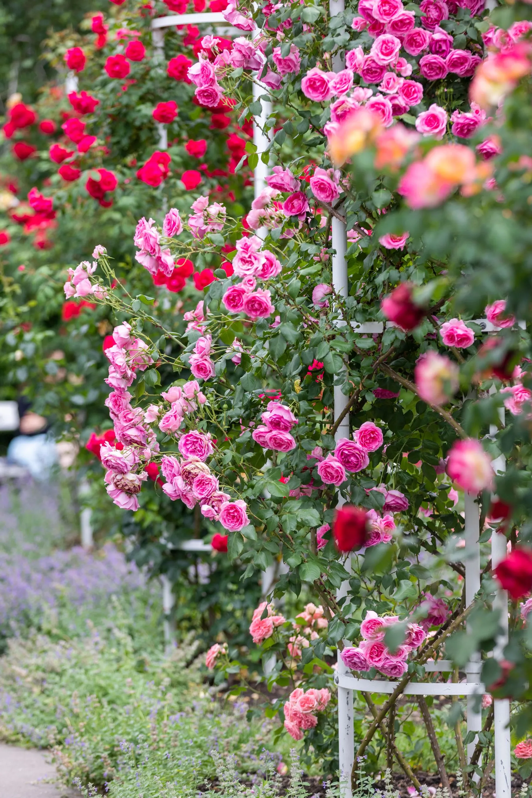 Colonnes métalliques supports de rosiers grimpants en pleine floraison, jardin réel